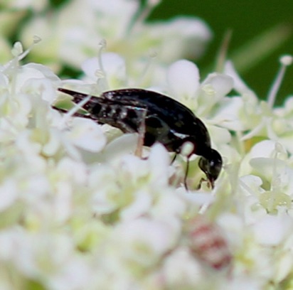 Tumbling Flower Beetle
Mordella marginata